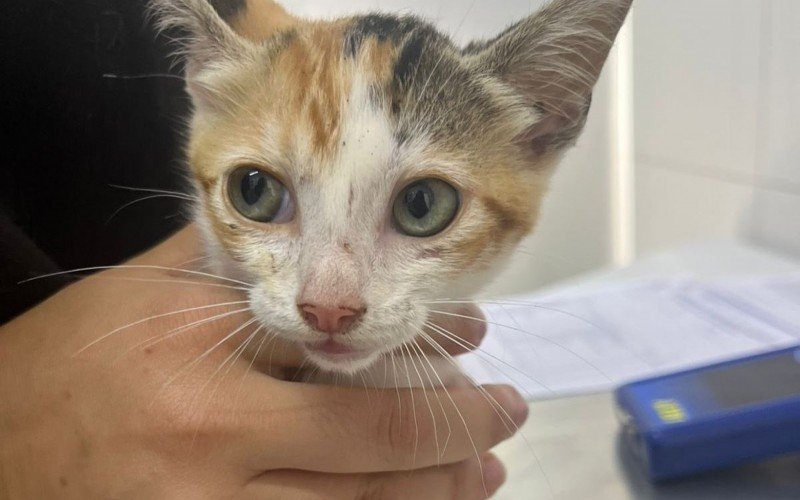 Filhotes de gatos disponíveis para adoção