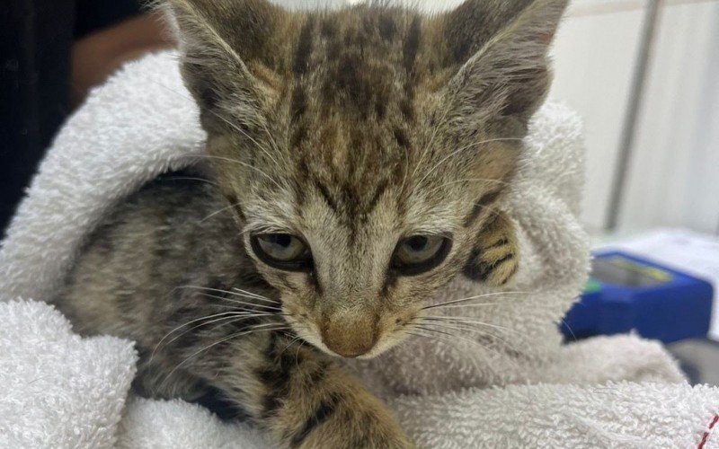 Filhotes de gatos disponíveis para adoção