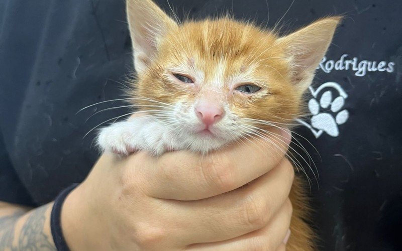 Filhotes de gatos disponíveis para adoção