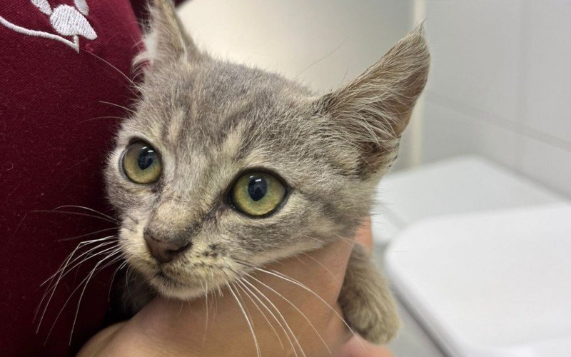 Filhotes de gatos disponíveis para adoção