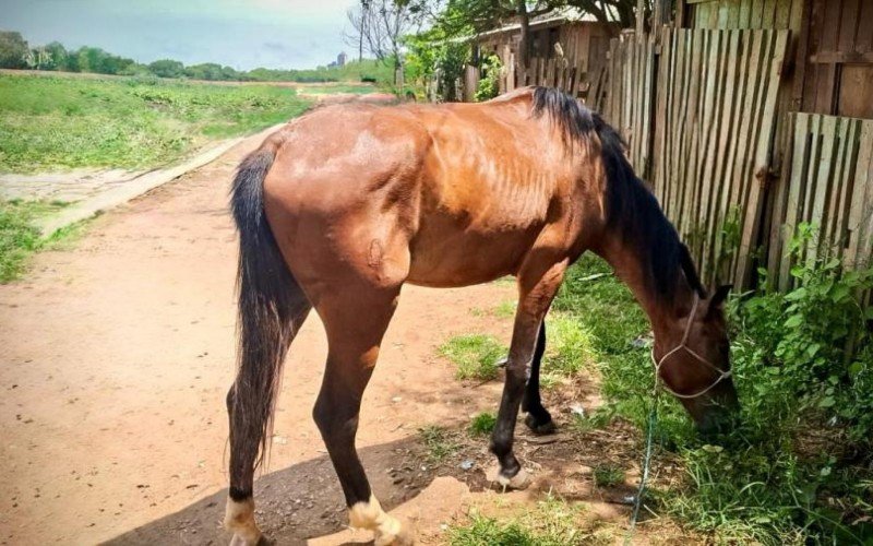 Prefeitura de São Leopoldo recolhe cavalo utilizado para tração de carroça