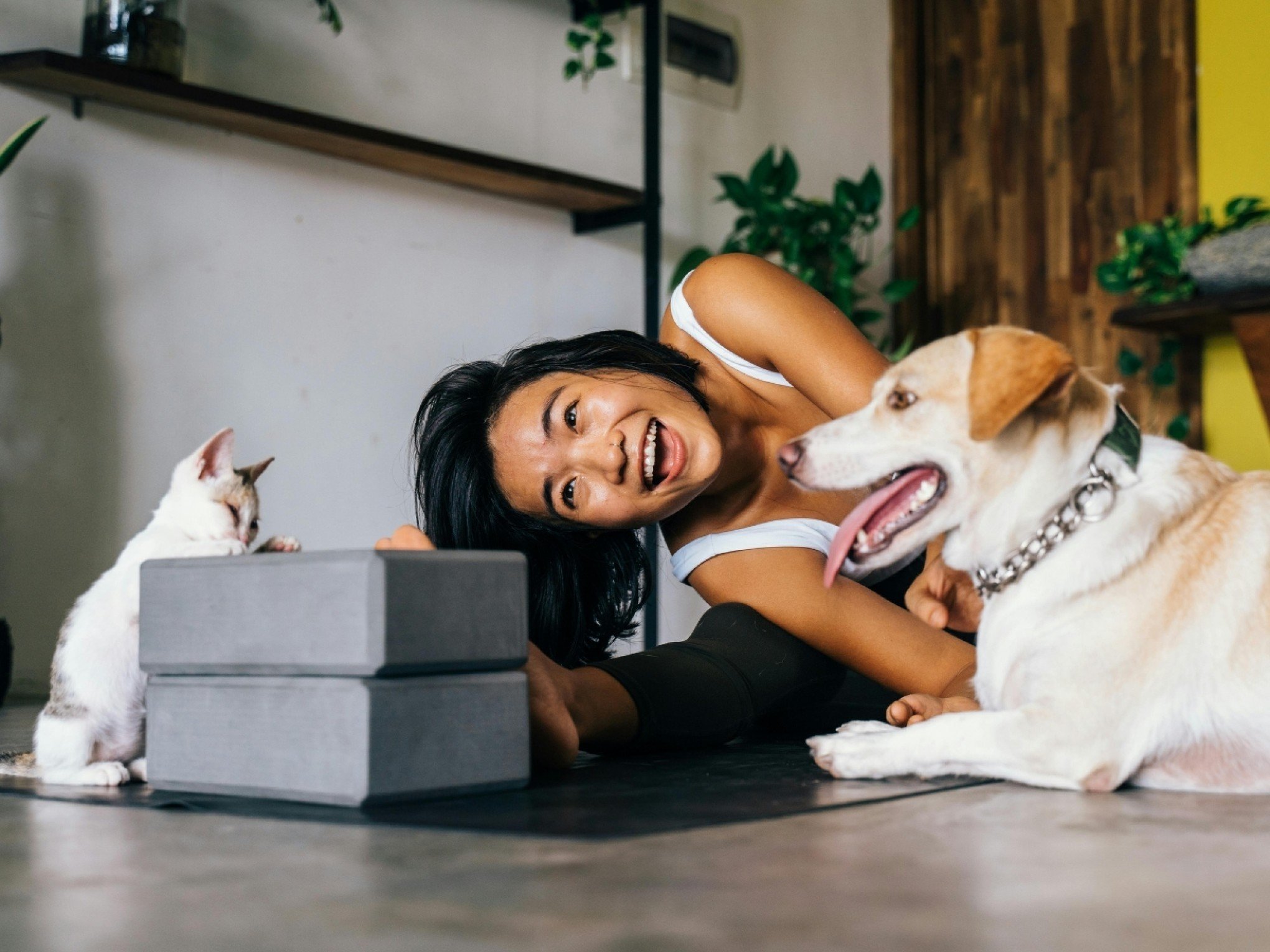Adeus pulgas e carrapatos: 3 plantas poderosas que seus pets vão te agradecer se tiver em casa