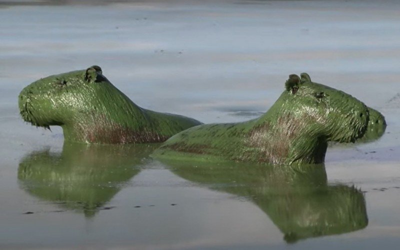 Capivara verde na Argentina | abc+