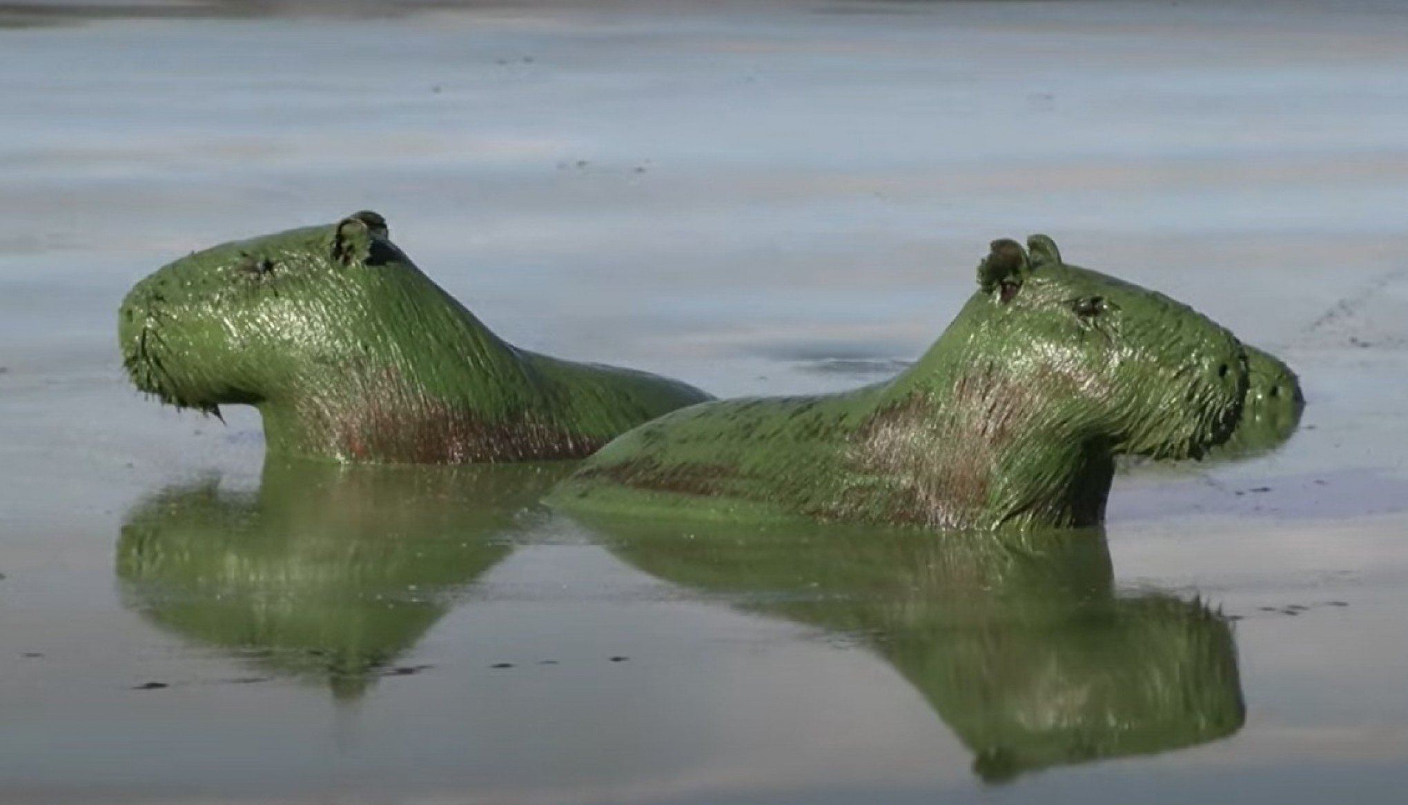 VÍDEO: Capivaras estão ficando verdes? Entenda fenômeno que acontece na Argentina