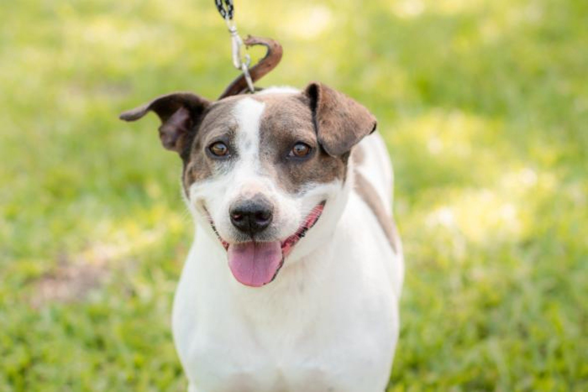 Chuva cancela feira de adoção de animais em Novo Hamburgo; saiba onde adotar