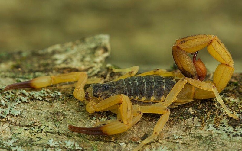 O escorpião-amarelo já é uma preocupação para a Secretaria da Saúde do RS | abc+
