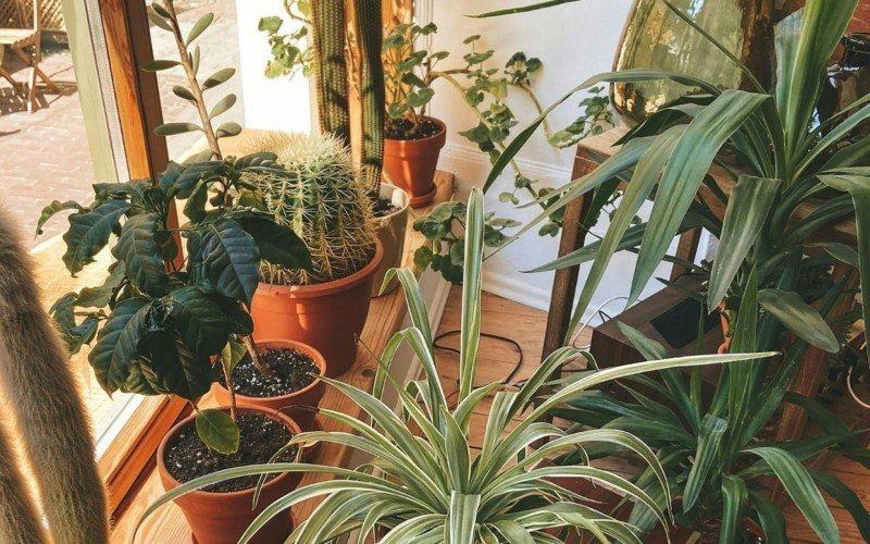 Confira plantas que farão mágica, purificando o ar da sua casa | abc+
