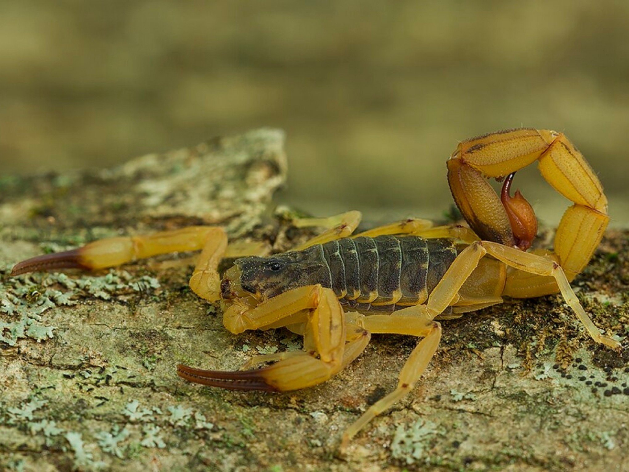 Chega de escorpião-amarelo! Veja como proteger a sua casa desse visitante indesejado no verão