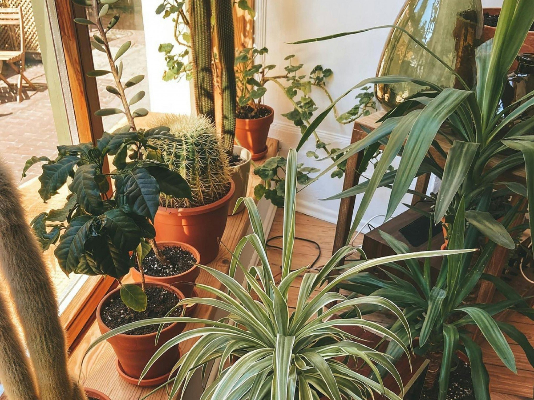 AR LIMPO EM CASA: Estas 13 plantas vão purificar os ambientes e seus efeitos foram aprovados pela Nasa