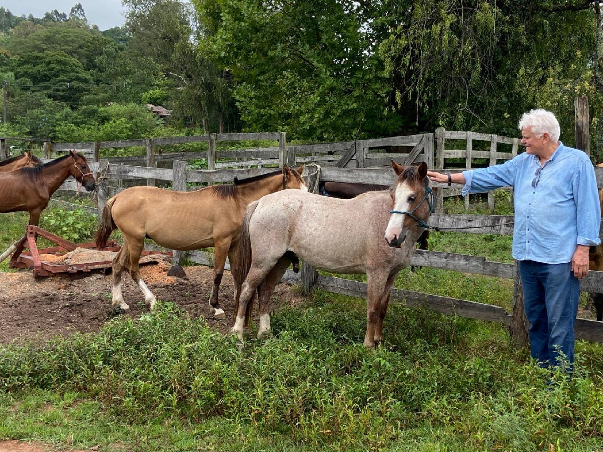 64 cavalos resgatados em São Leopoldo estão aptos para adoção responsável