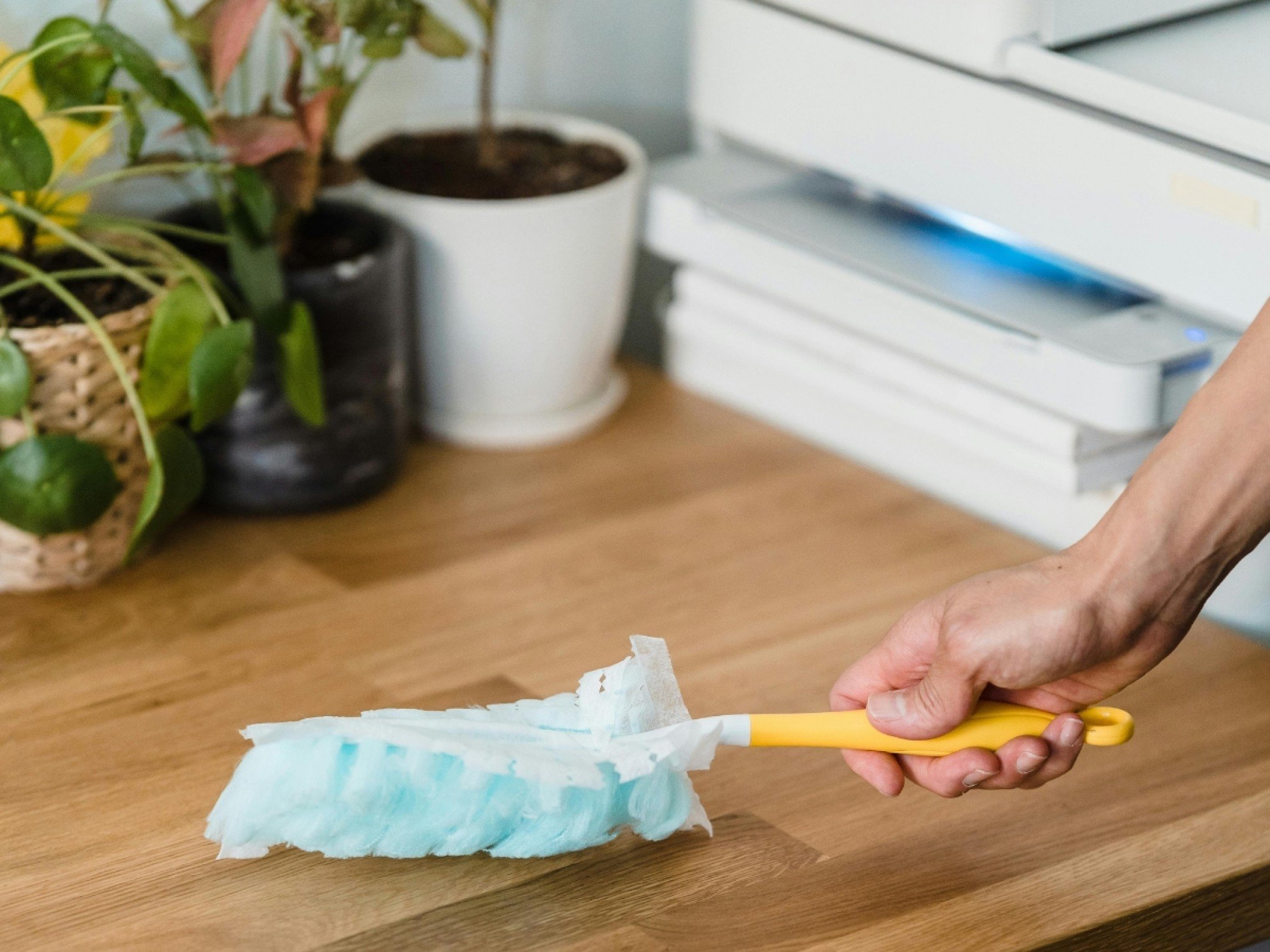 Tchau, poeira! 5 plantas poderosas para absorver o pó e deixar sua casa limpinha