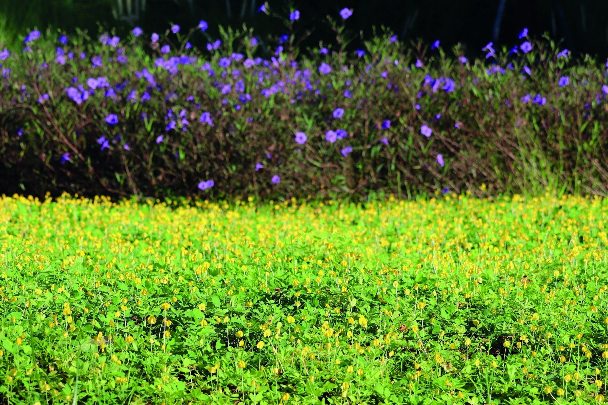 Grama Amendoim: A opção perfeita para transformar o jardim em capa de revista