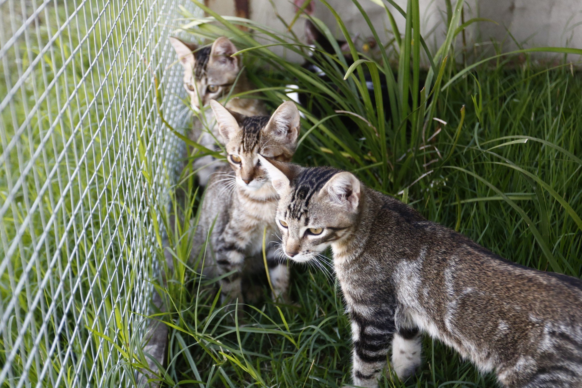 Secretaria faz mudanças e coloca gatos em novo espaço em Canoas
