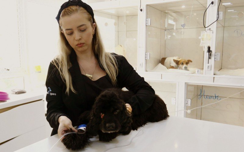 A veterinária Vanessa Dorneles acompanhou o resgate dos 92 cães e agora cuida deles | abc+