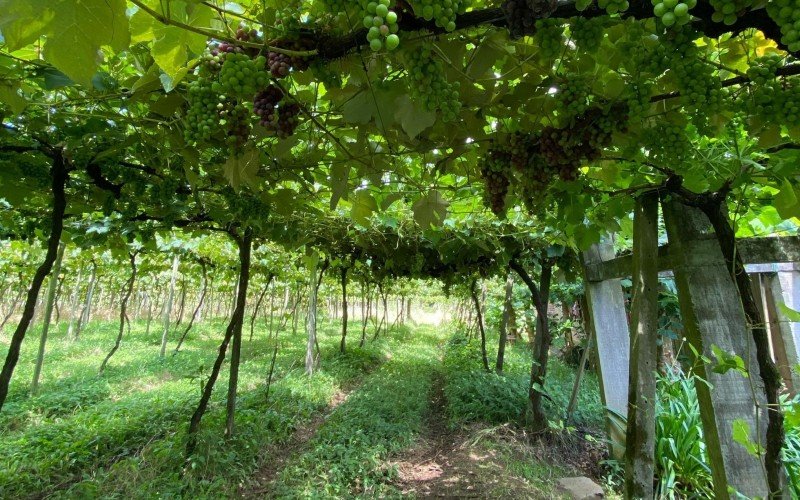 Parreiras de uvas nas vinícolas da cidade estão repletas da fruta