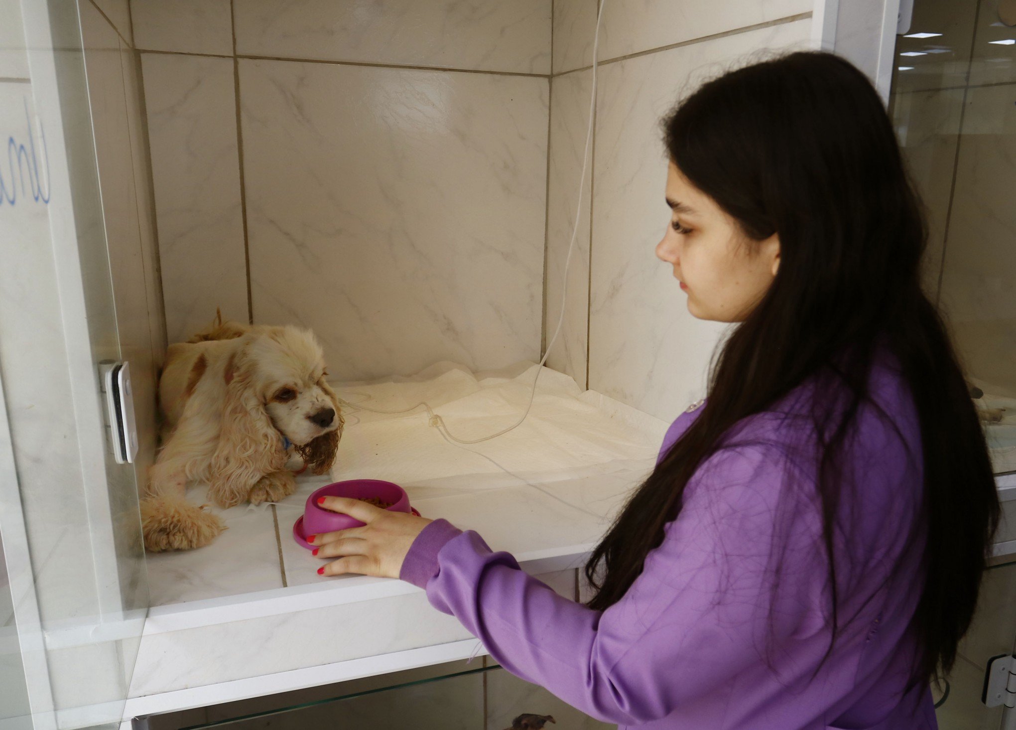 Cães resgatados em São Francisco de Paula estão sendo tratados em Canoas; saiba como ajudar
