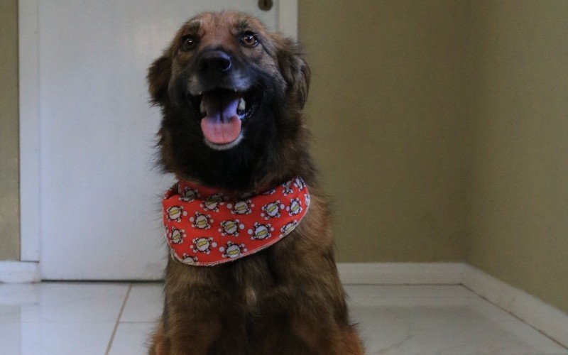 Aloncio é um dos mais de 70 cães acolhidos pelo Cempra