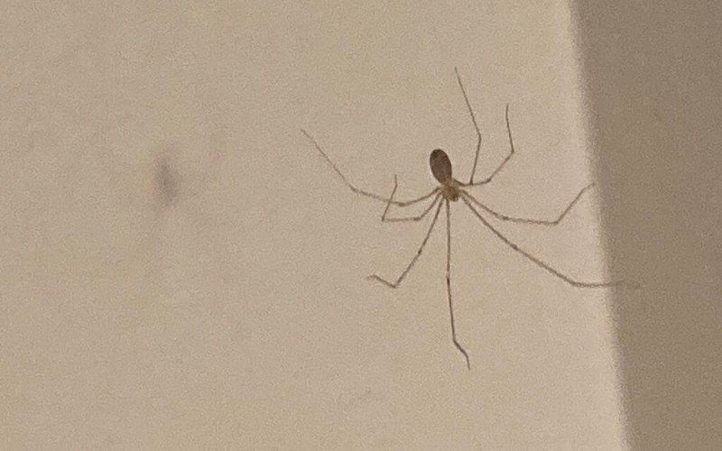 Aranha treme-treme é conhecida por ter as pernas longas e o corpo pequeno | abc+
