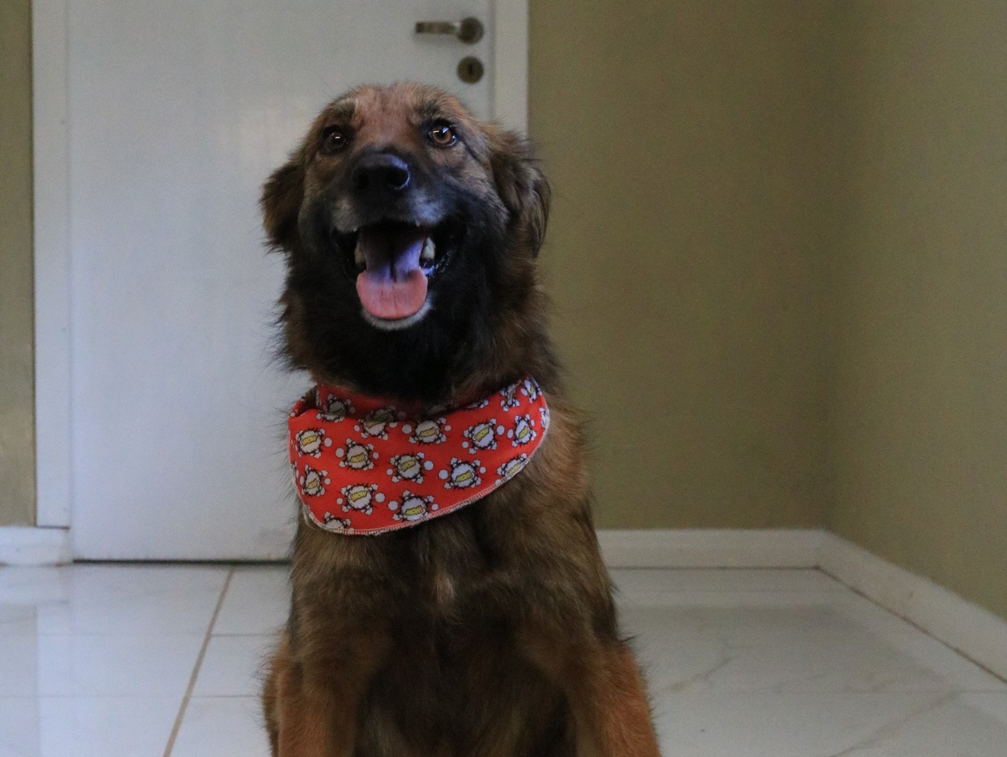 Canela terá primeira edição da Cãominhada do Bem
