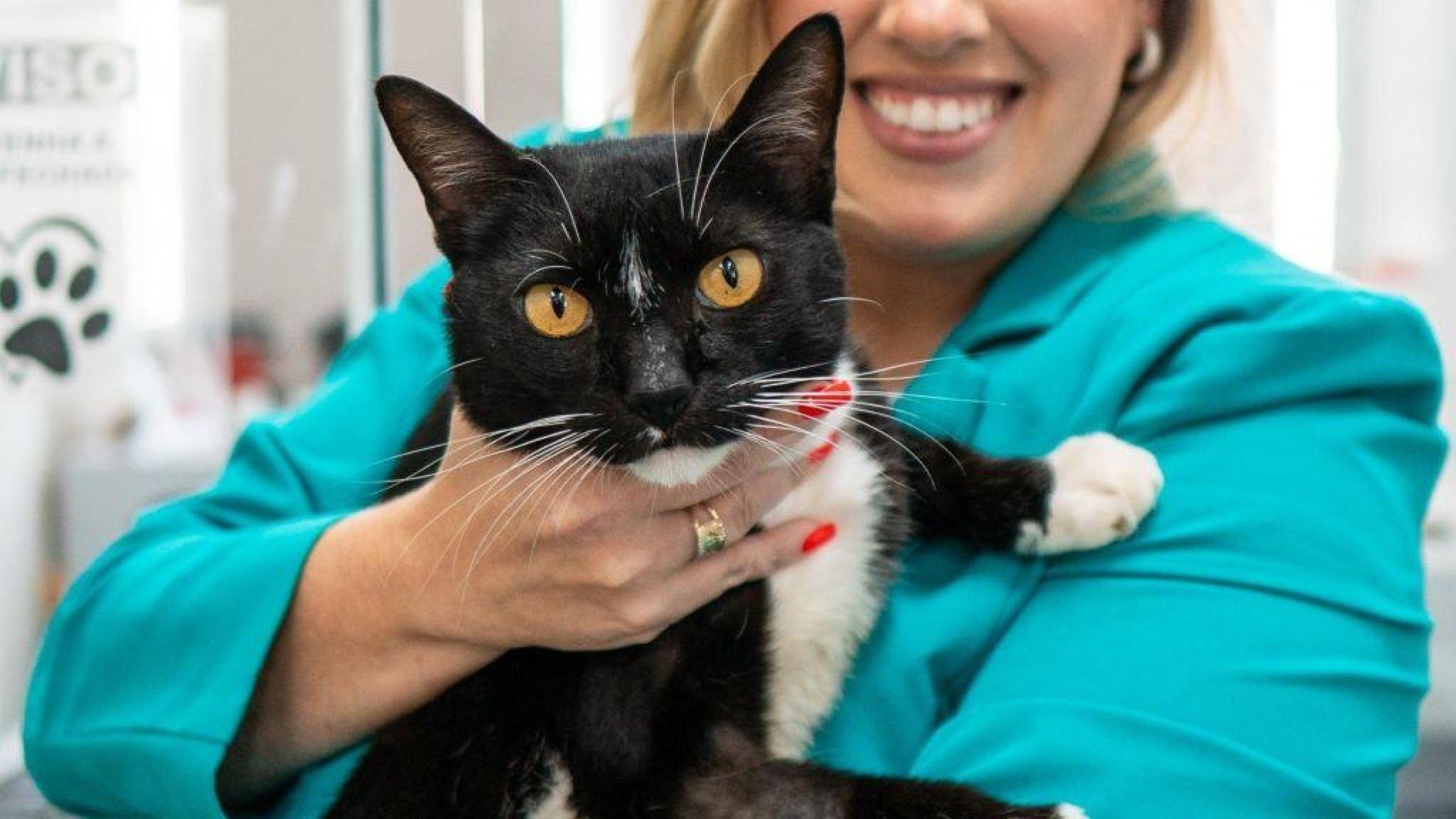 Projeto busca lar temporário para gatos disponíveis para adoção em Esteio; saiba mais