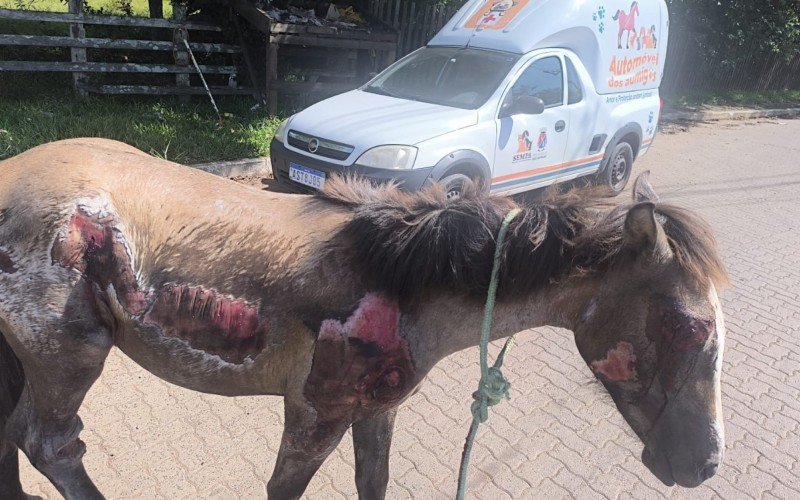 Motorista é flagrado arrastando cavalo no asfalto em São Leopoldo