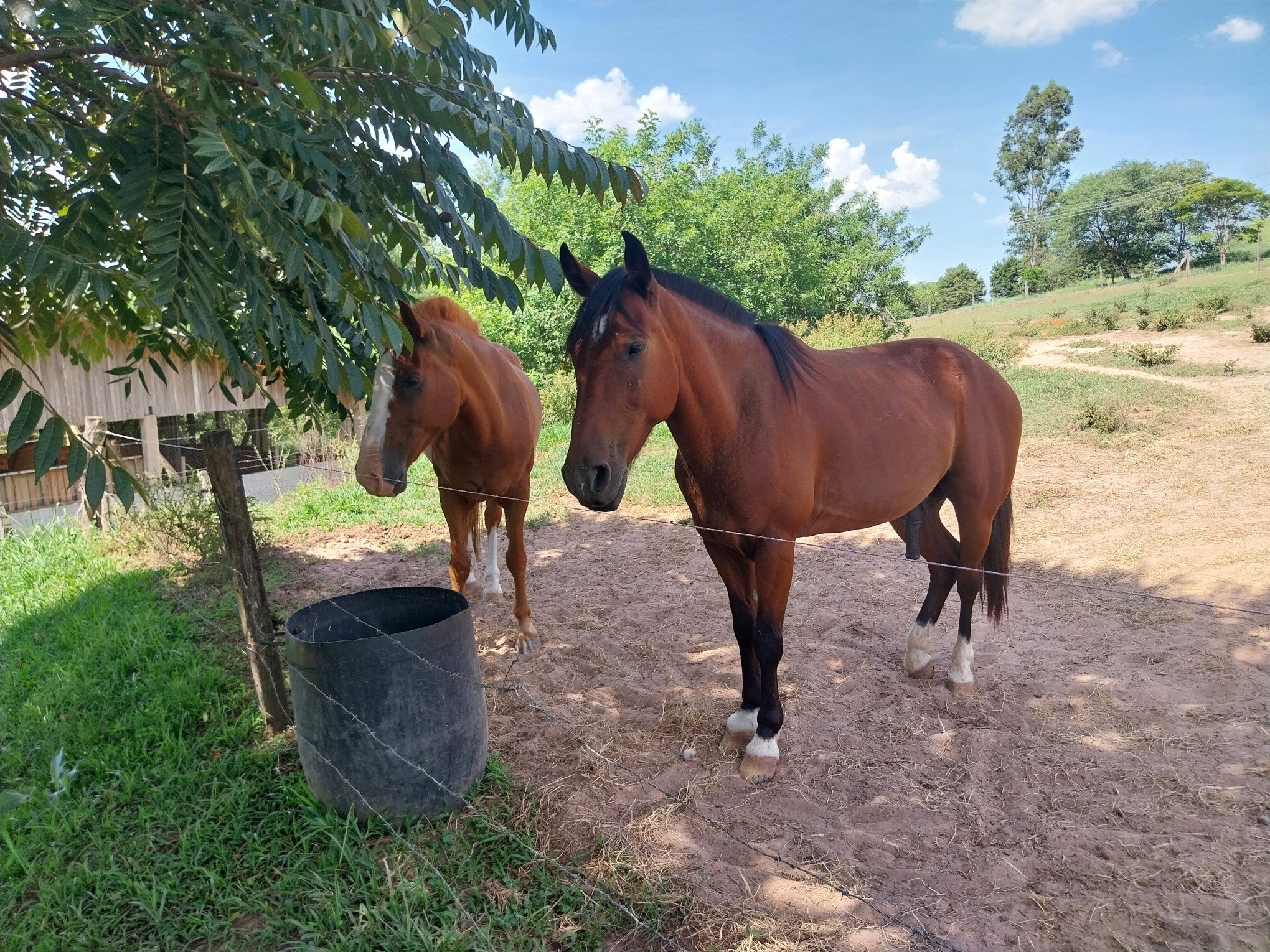 Cavalos podem ser adotados em Sapiranga; confira as regras