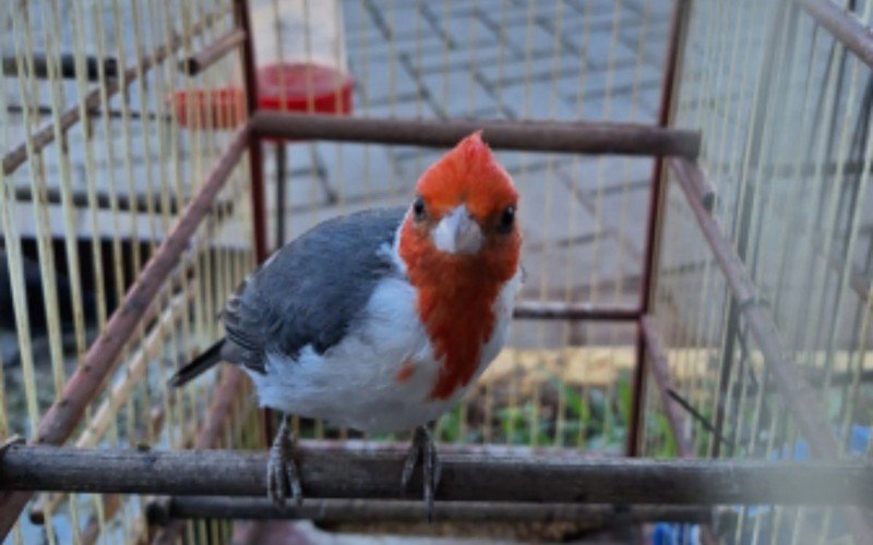 Aves silvestres resgatadas no Vale do Sinos | abc+