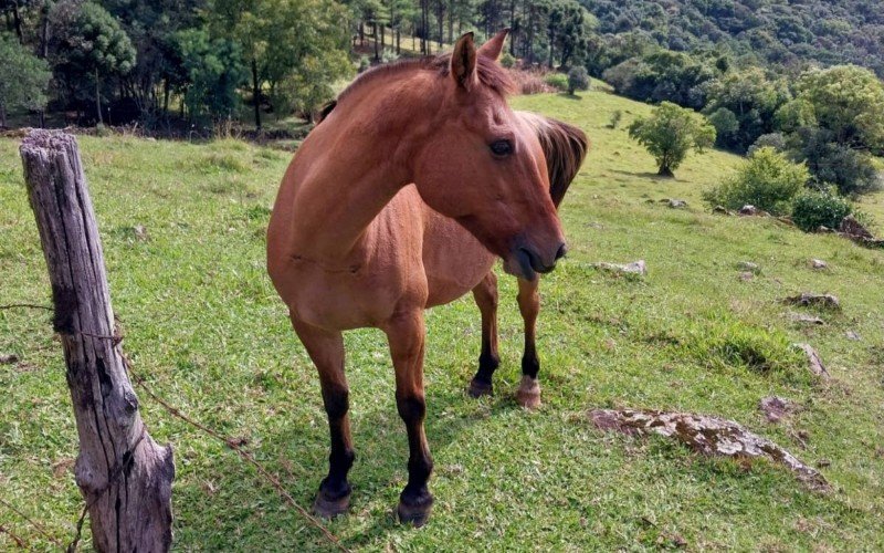Cavalo adotado por Flávio Valmor Land | abc+
