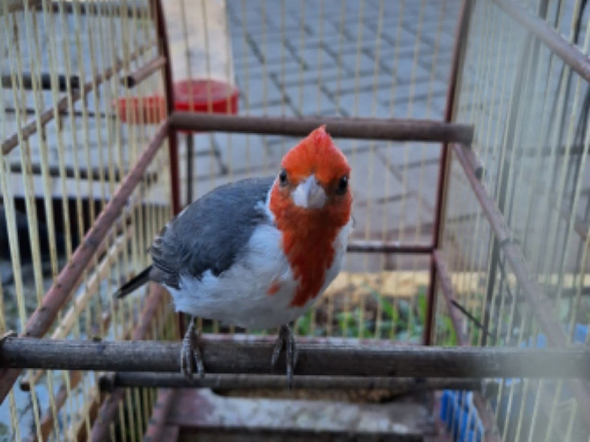 Mais de 20 aves silvestres são resgatadas de cativeiro no Vale do Sinos