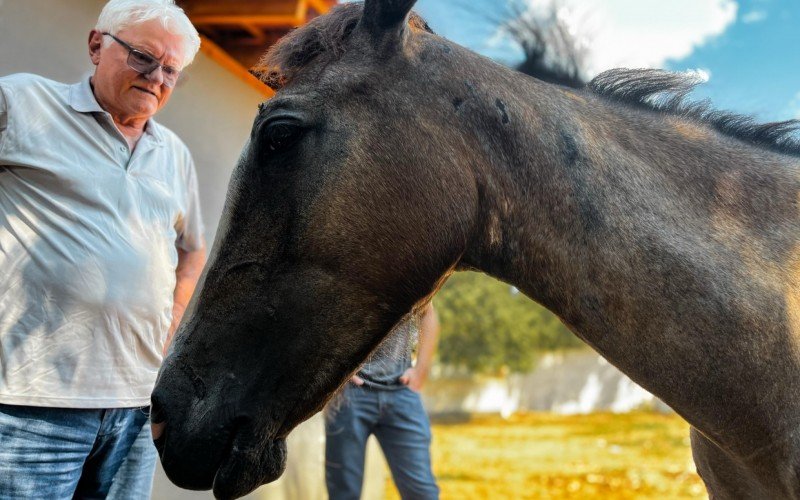 Celeste, égua vítima de maus-tratos, está evoluindo no tratamento. O secretário de Proteção Animal, Cláudio Giacomini (foto), visitou ela no centro de recuperação em Cachoeirinha