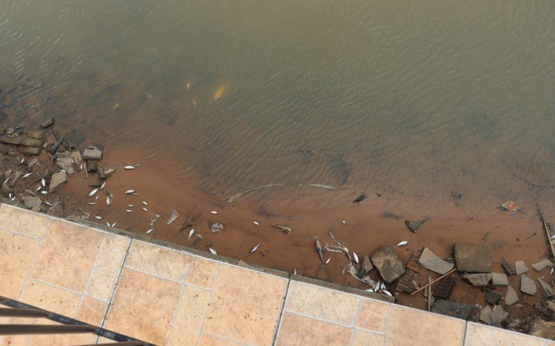Peixes mortos aparecem no Rio dos Sinos nesta quarta-feira
