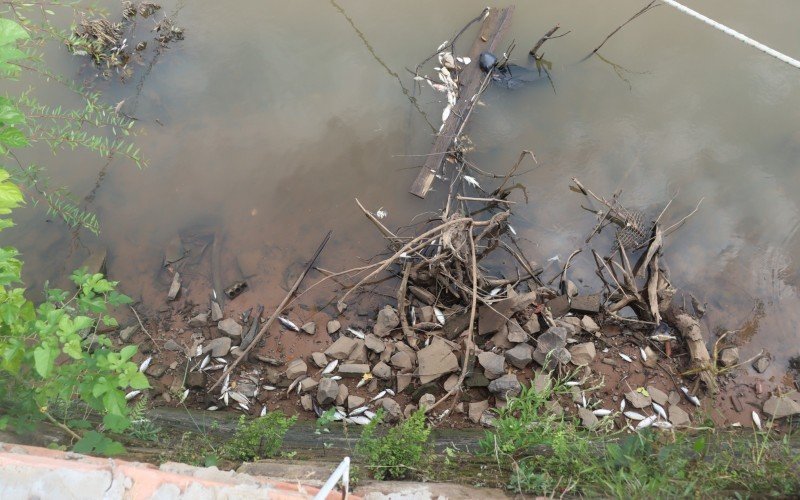 Peixes são encontrados mortos no Rio dos Sinos; calor extremo pode ter relação