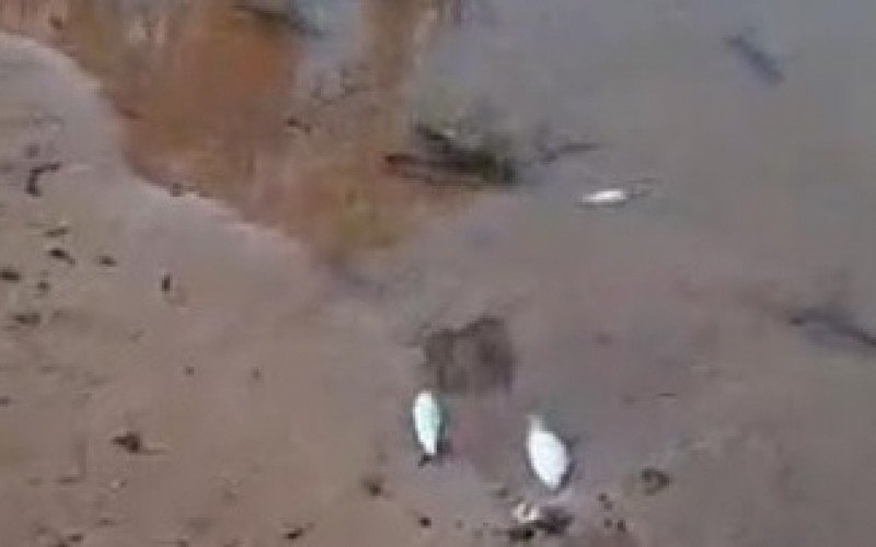 Semmam registra aparecimento de peixes mortos no Rio dos Sinos, em São Leopoldo