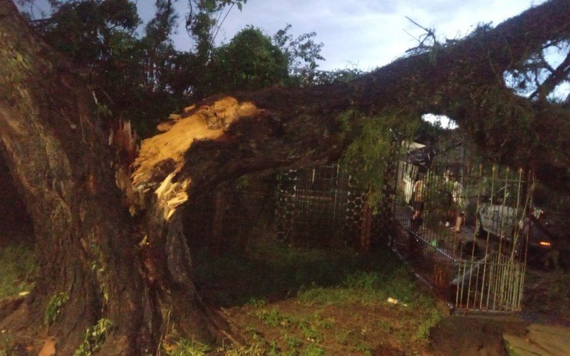 Parte de uma árvore atingiu poste e casa no bairro Fátima