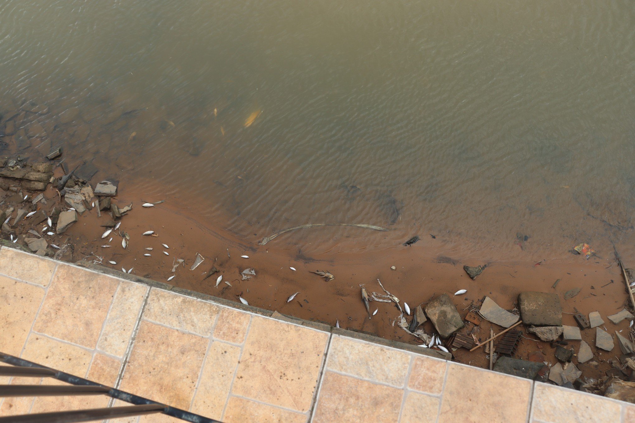 Morte de peixes no Rio dos Sinos é comunicada à Fepam, que deve fazer análises e avaliar causas