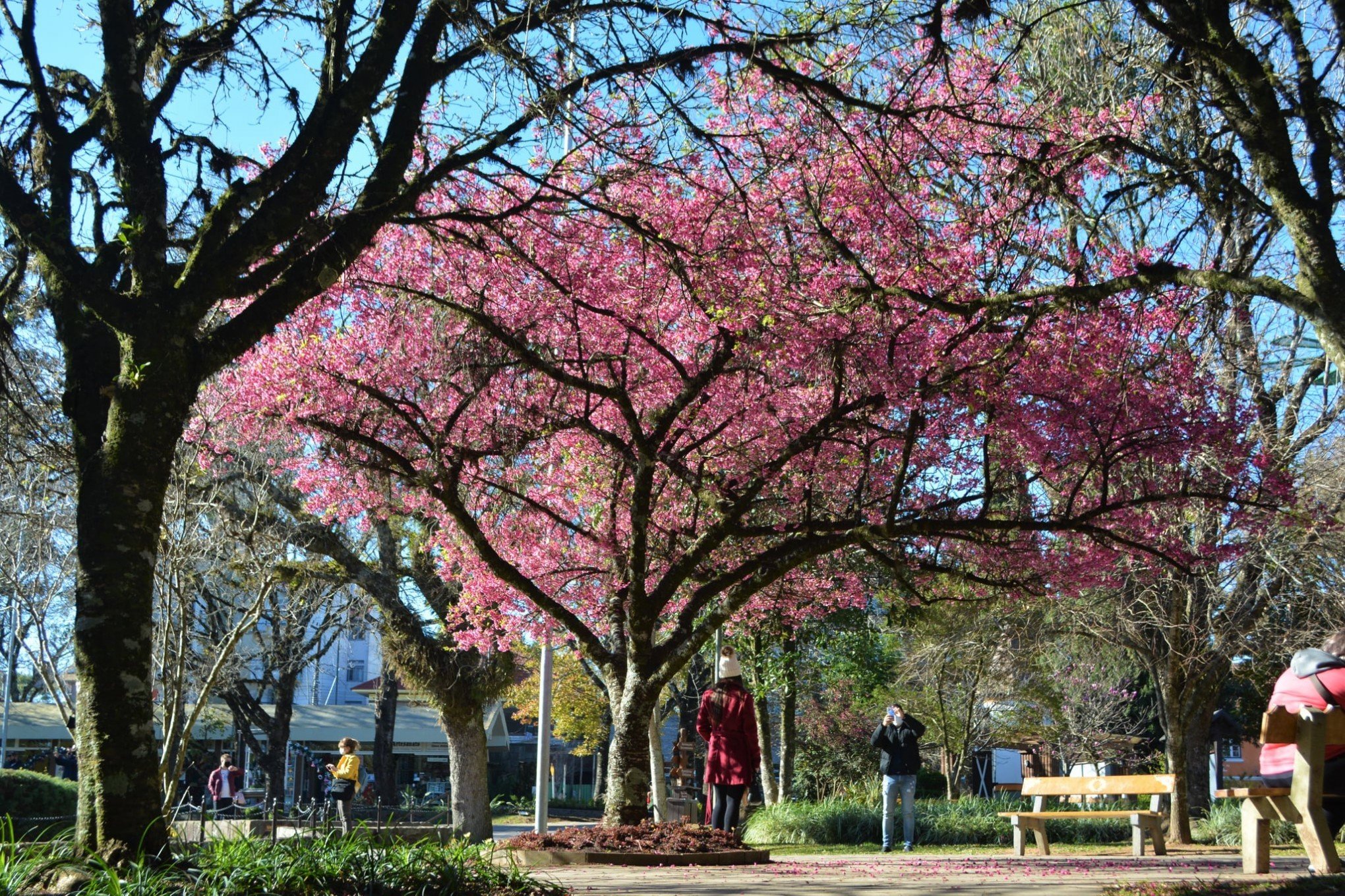 Beleza e tranquilidade da Praça das Flores encantam turistas em Nova Petrópolis | abc+