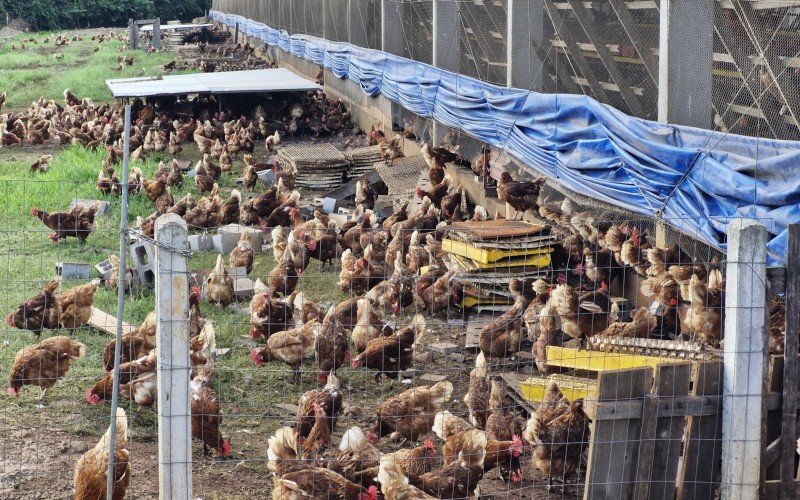 Cerca do aviário foi rompida, fazendo com que as galinhas saíssem do local
