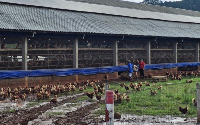 Família trabalha na reconstrução do aviário