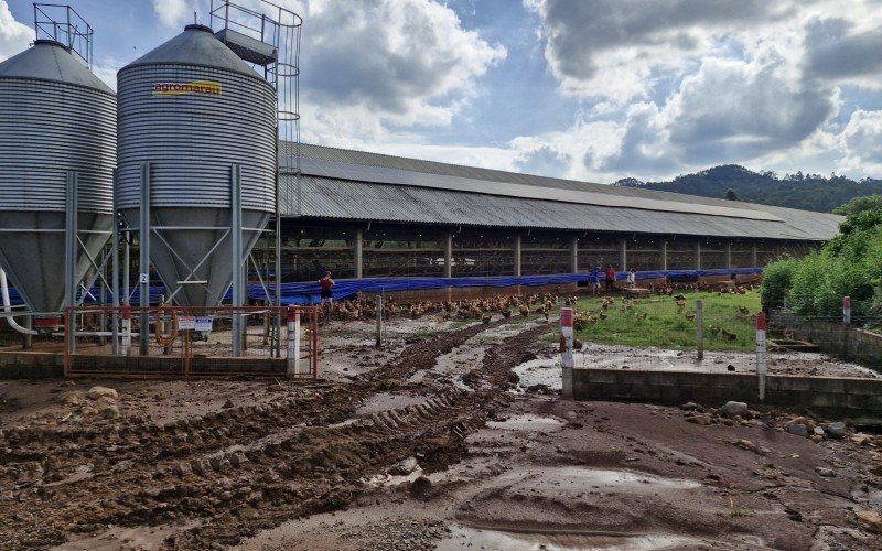 Aviário foi atingido pela correnteza da enchente
