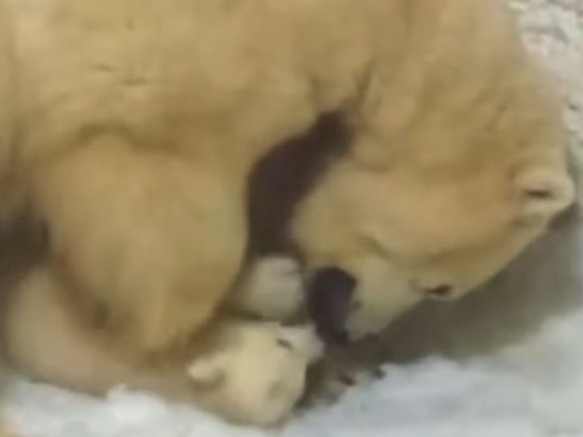 VÍDEO: Primeira ursa polar nascida no Brasil sai da toca; conheça a bebê Nur