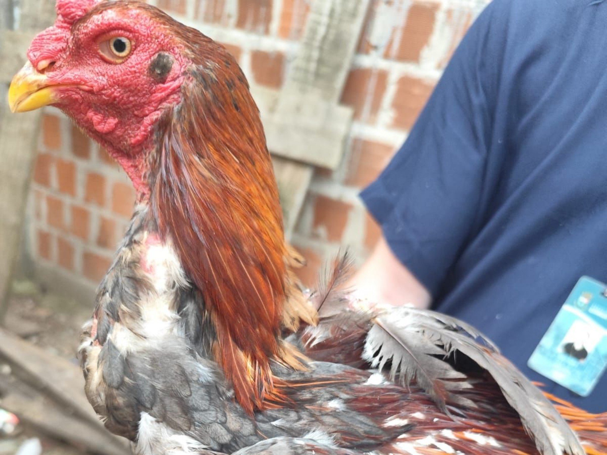 Galos usados em rinhas e filhotes de aves são apreendidos no Vale do Sinos
