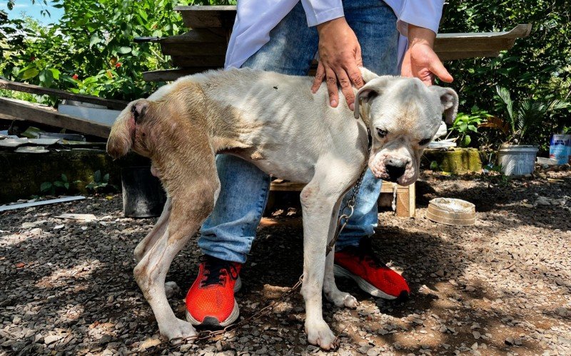 Segundo veterinários da Sempa, o animal estava desidratado, extremamente magro e com miíase (bicheira) profunda