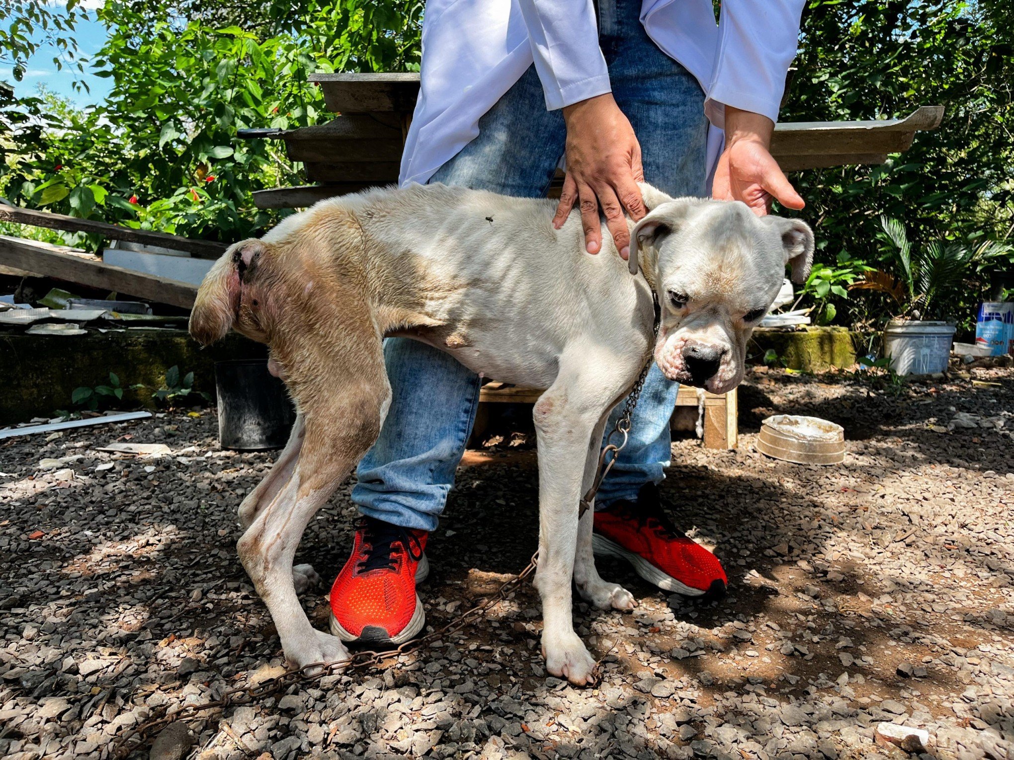 Cachorro vítima de maus-tratos é resgatado em estado crítico em São Leopoldo