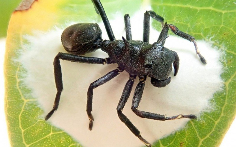 Aphantochilus rogersi | abc+