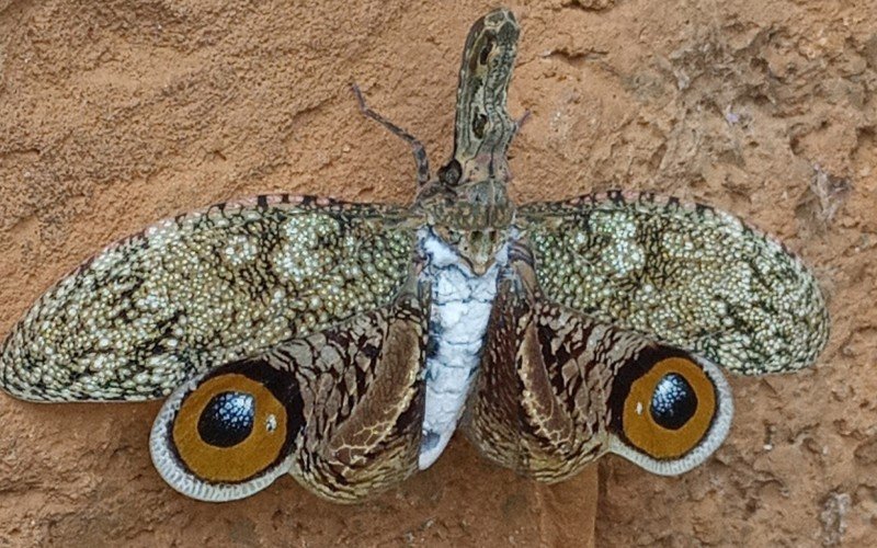 Cigarra jequitiranaboia (Caligo sp.) | abc+