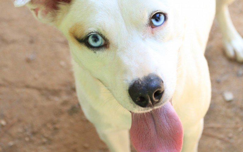 Brad Pitt é um dos cães para adoção em Canela