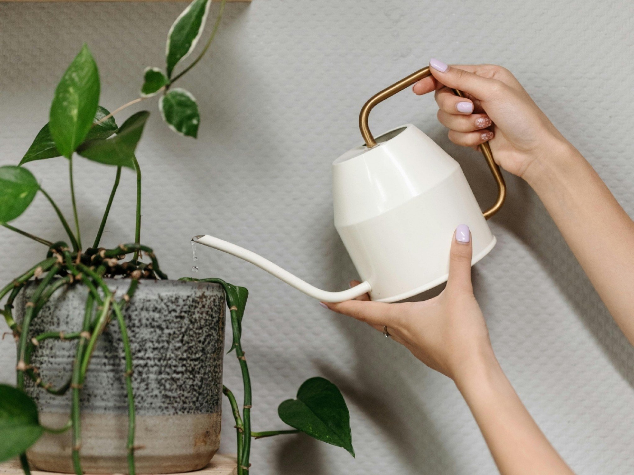 7 cuidados para proteger as suas plantas do calor intenso; saiba como salvar o seu jardim