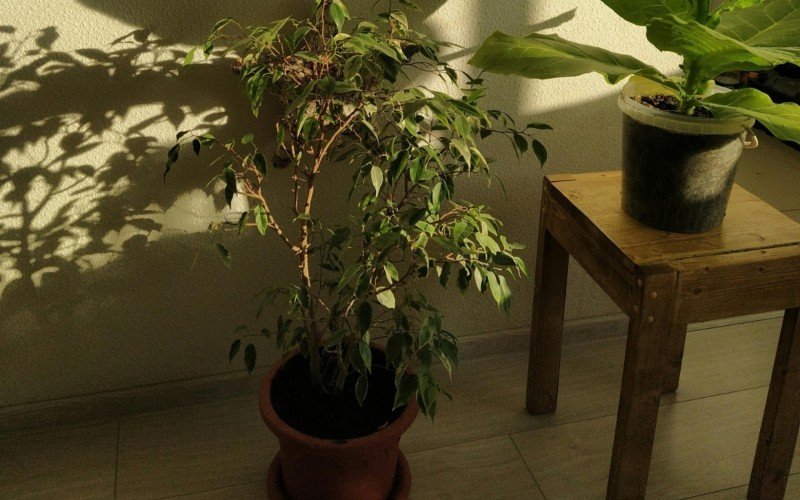 Figueira-benjamim (Ficus Benjamina) | abc+