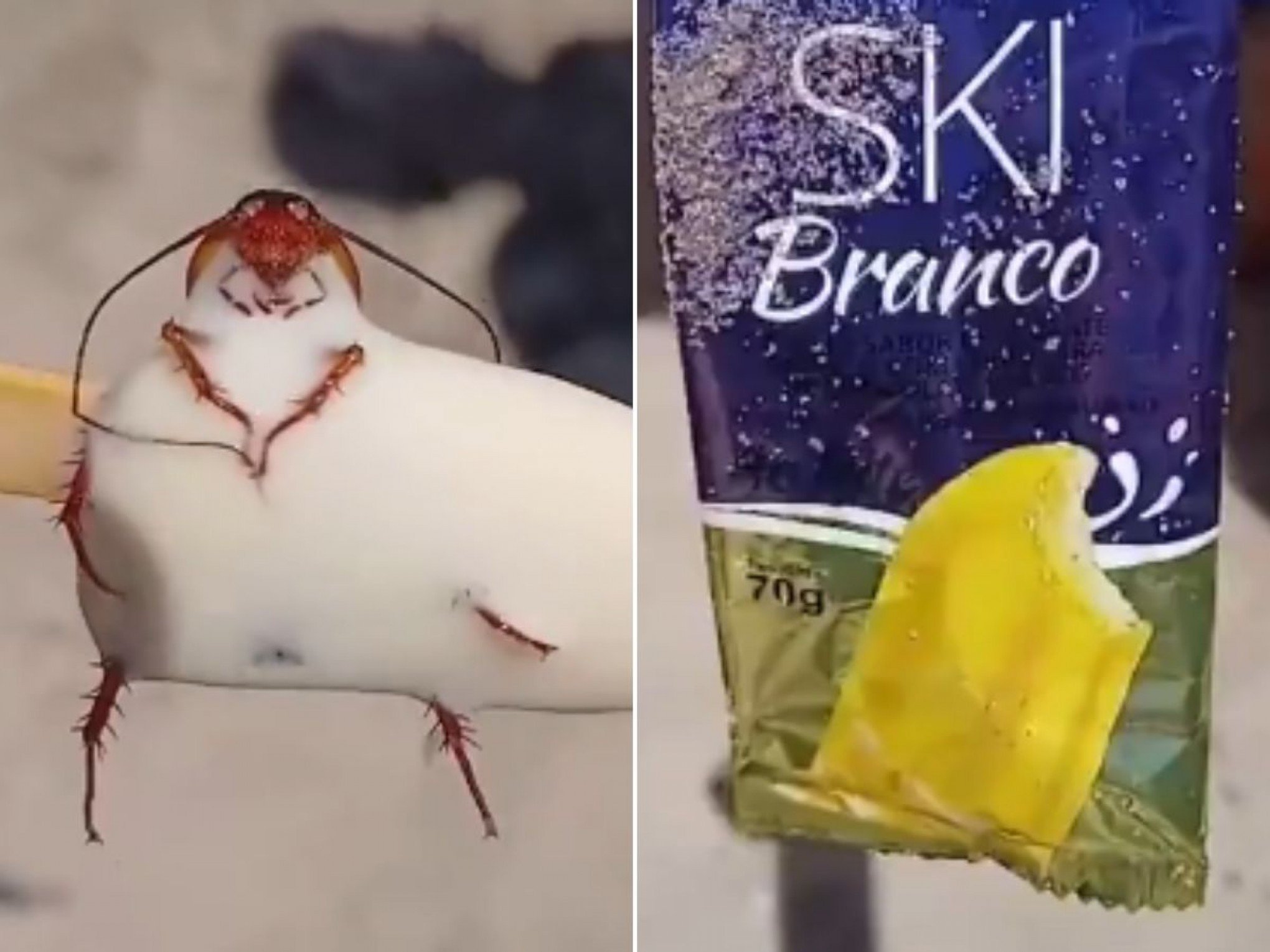 "Uma barata grande": Animal é achado dentro de picolé e vídeo viraliza; veja