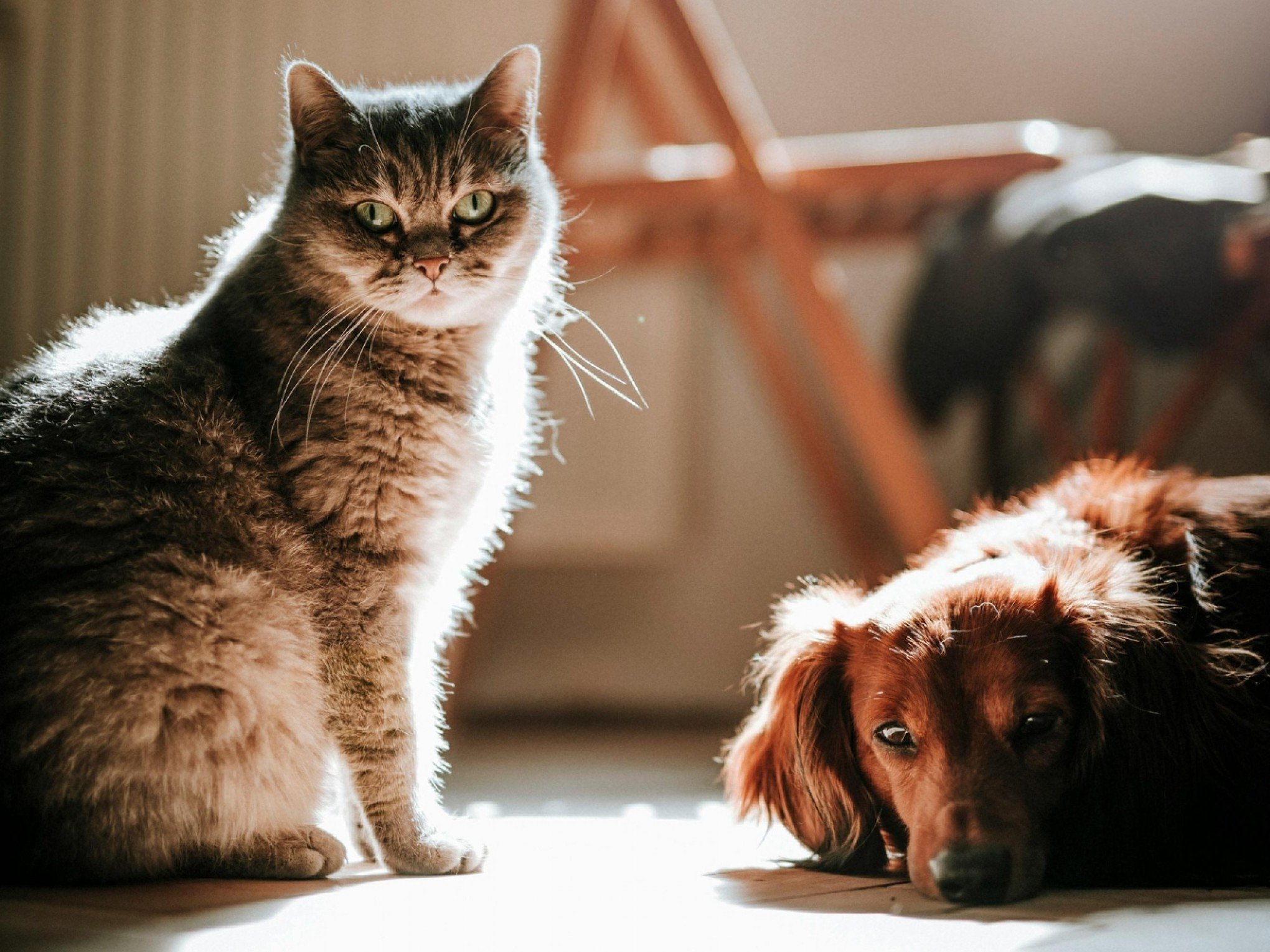 Câmara de Novo Hamburgo aprova transporte de animais domésticos em ônibus